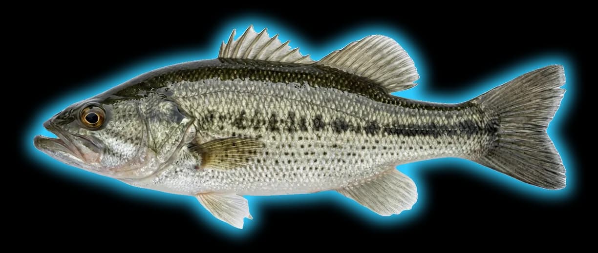 Alabama Bass (Micropterus henshalli)