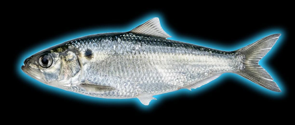 Alewife (Alosa pseudoharengus)