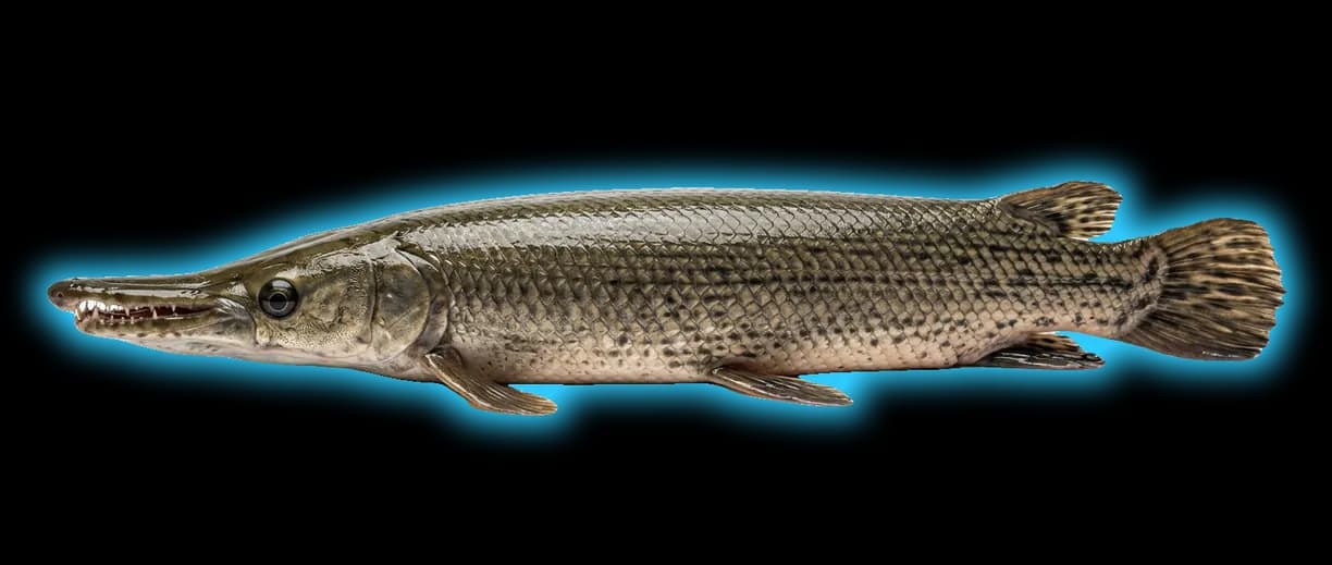 Alligator Gar (Atractosteus spatula)