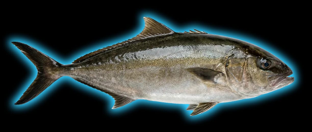Almaco Jack (Seriola rivoliana)