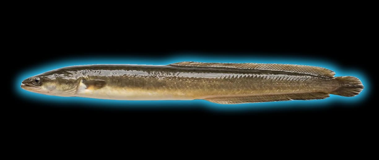 American Eel (Anguilla rostrata)