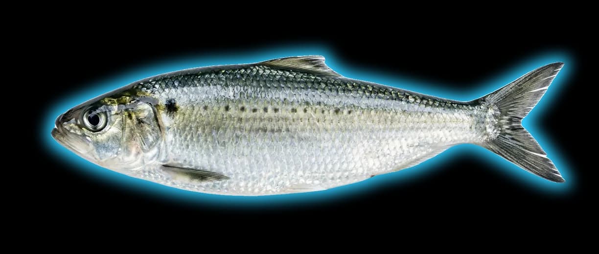 American Shad (Alosa sapidissima)