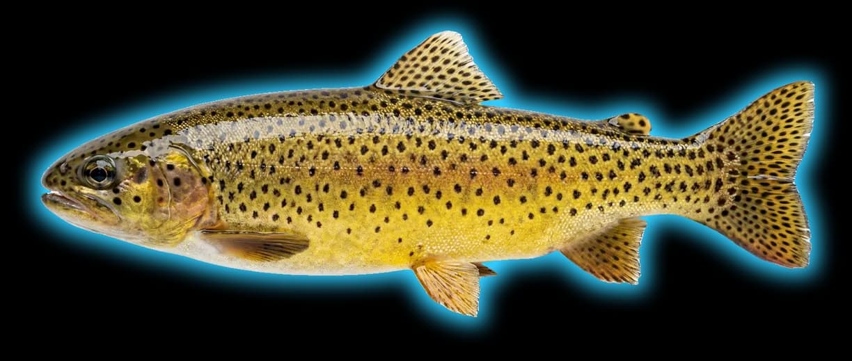 Apache Trout (Oncorhynchus apache)