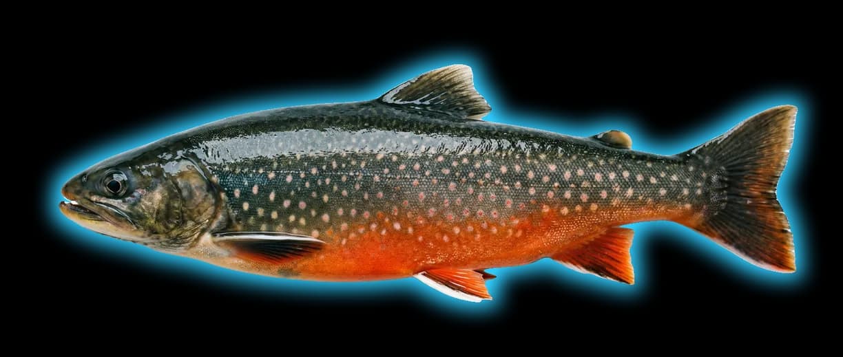 Arctic Char (Salvelinus alpinus)