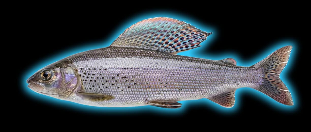 Arctic Grayling (Thymallus arcticus)