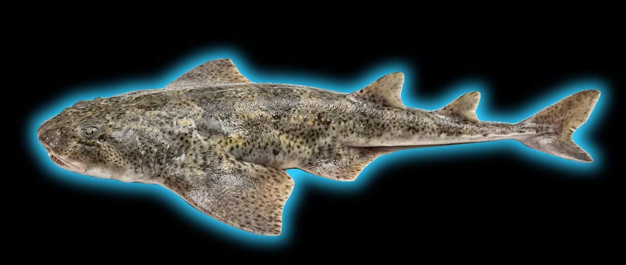 Atlantic Angel Shark (Squatina dumeril)