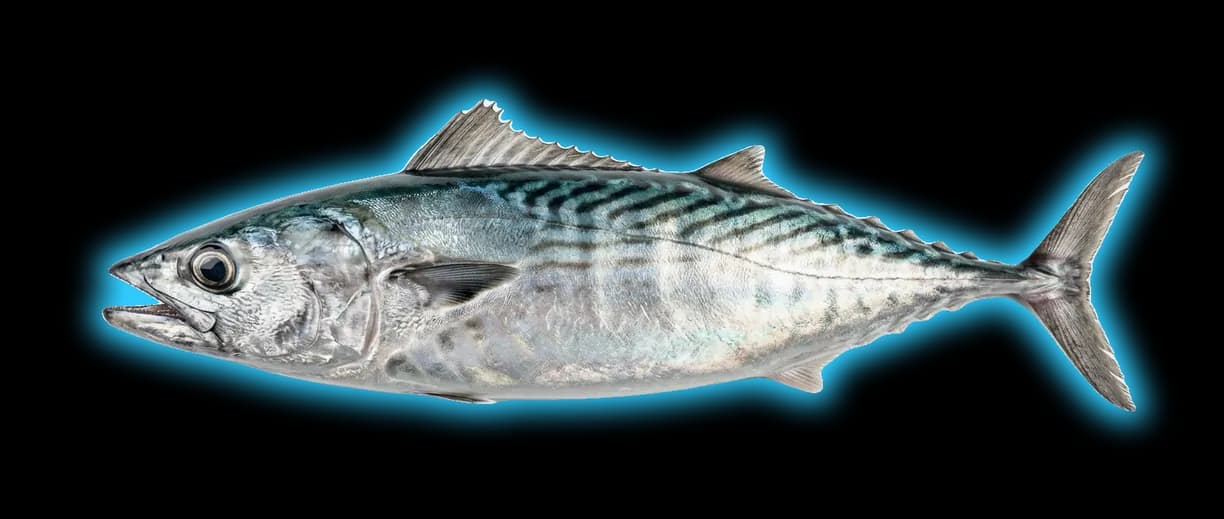 Atlantic Bonito (Sarda sarda)
