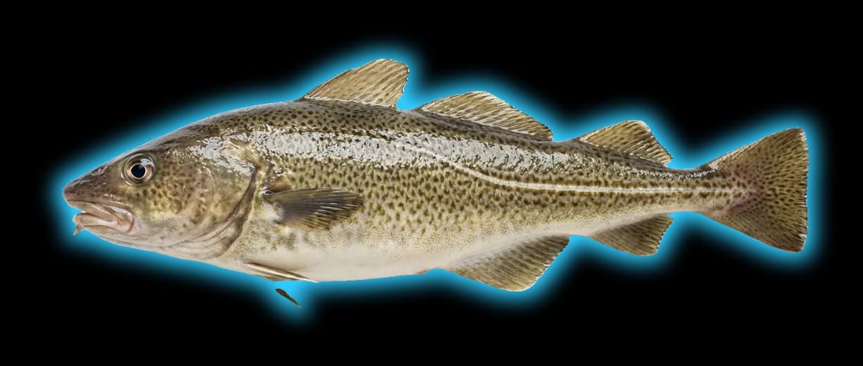 Atlantic Cod (Gadus morhua)