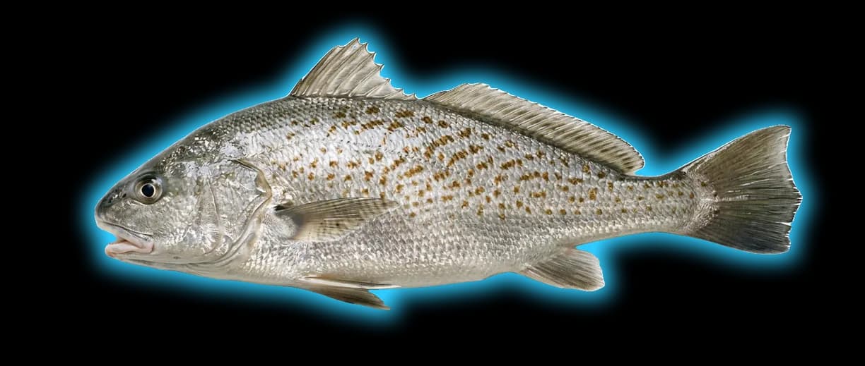 Atlantic Croaker (Micropogonias undulatus)