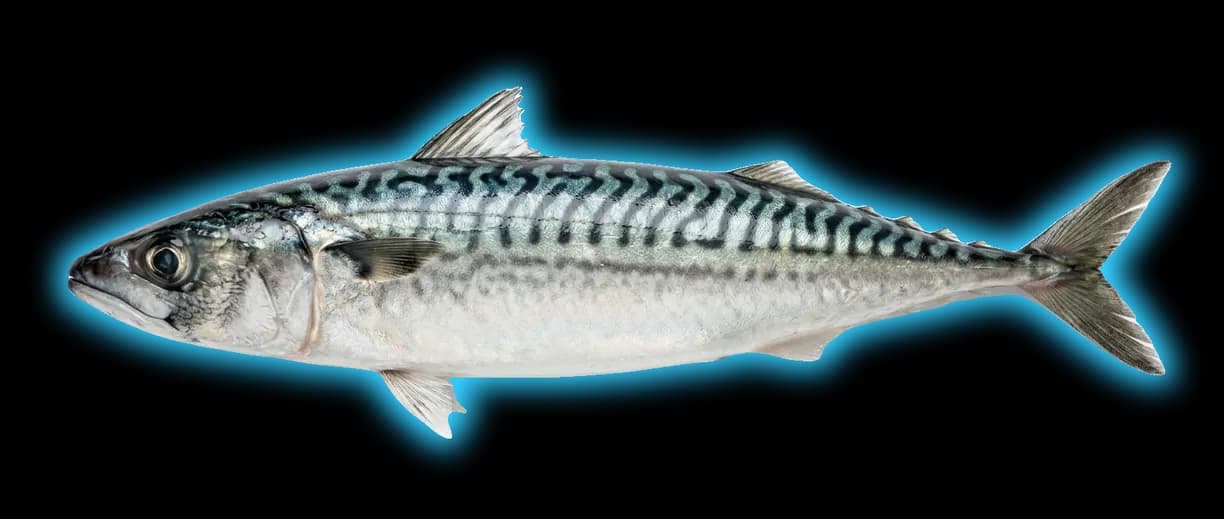 Atlantic Mackerel (Scomber scombrus)