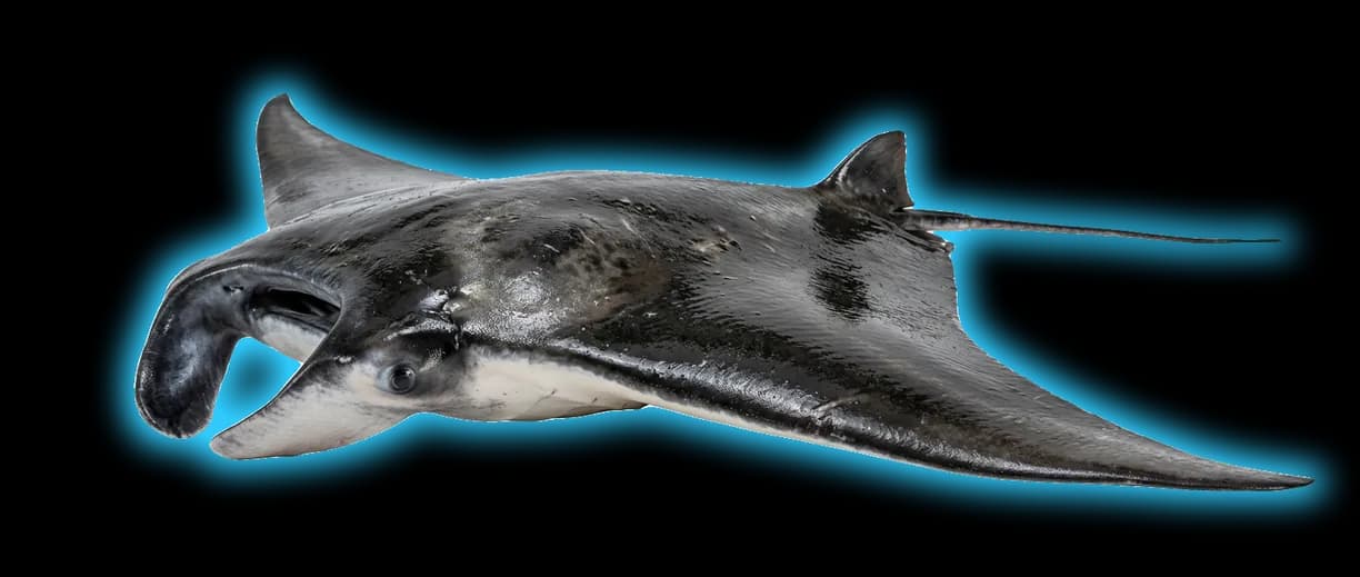 Atlantic Manta (Mobula hypostoma)