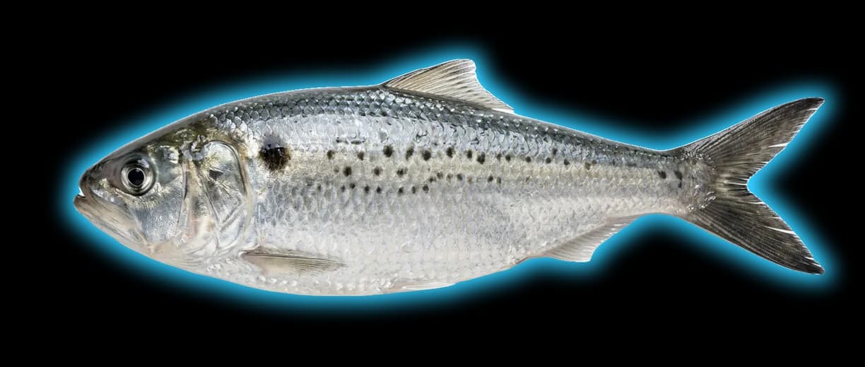 Atlantic Menhaden (Brevoortia tyrannus)
