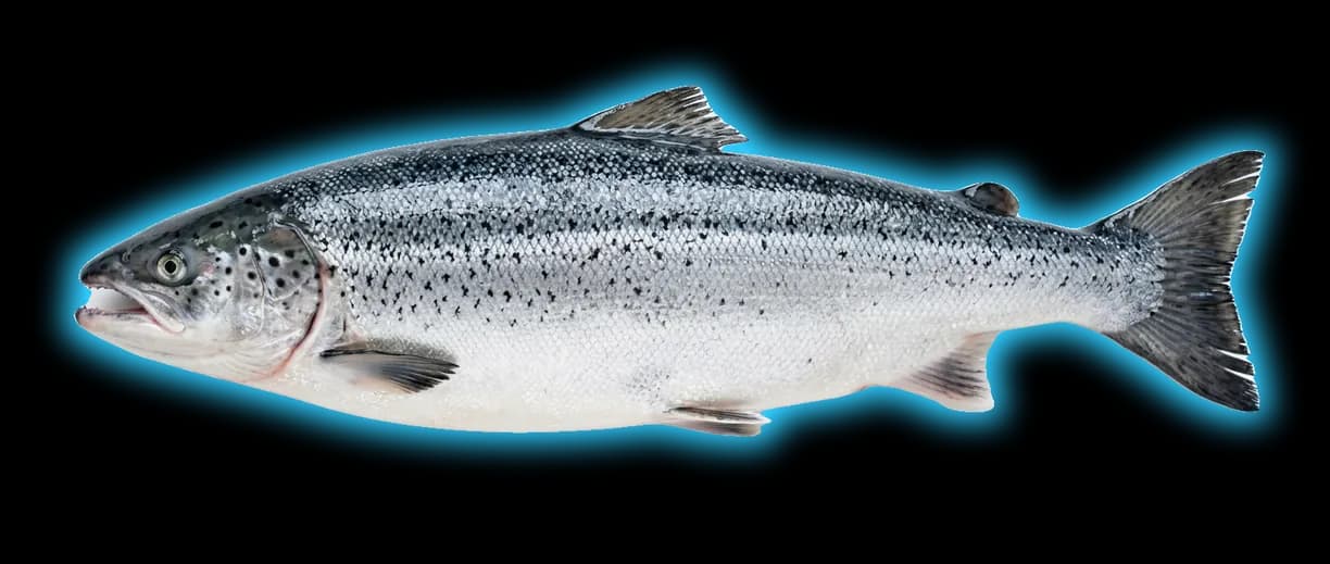 Atlantic Salmon (Salmo salar)