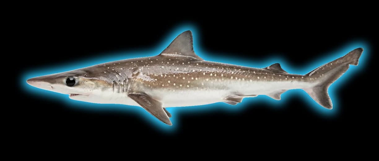 Atlantic Sharpnose Shark (Rhizoprionodon terraenovae) fish identification
