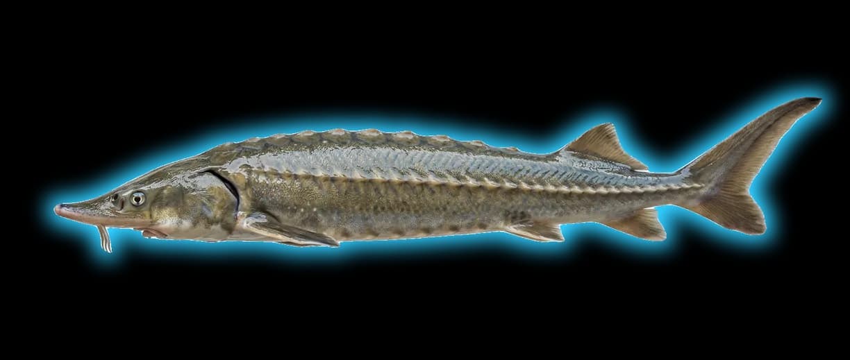 Atlantic Sturgeon