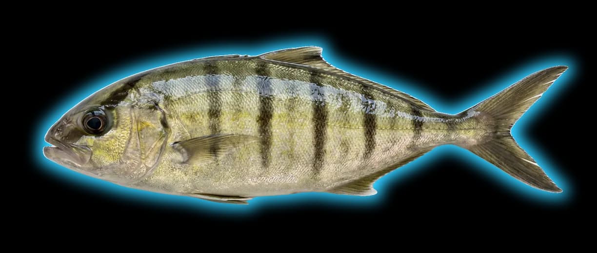 Banded Rudderfish (Seriola zonata)