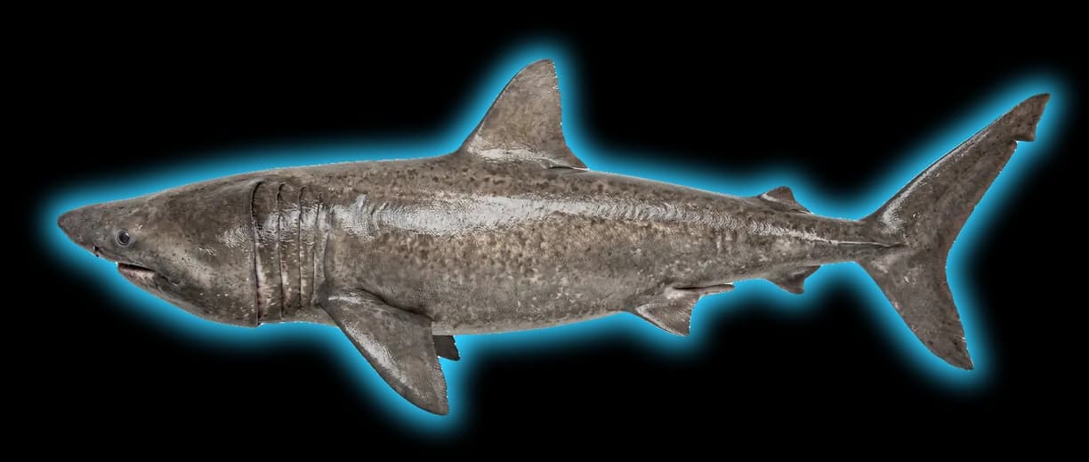 Basking Shark