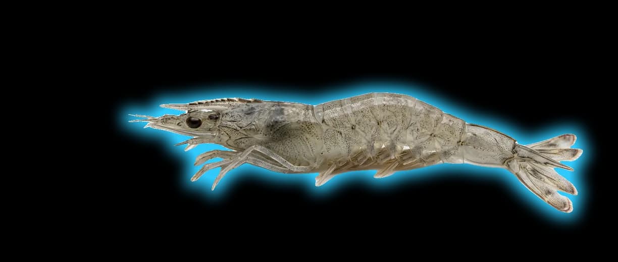 Bay Shrimp (Neotrypaea californiensis)