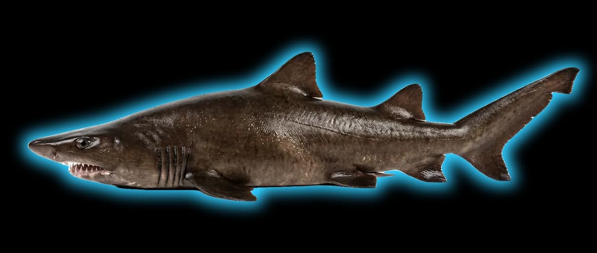 Bigeye Sand Tiger Shark