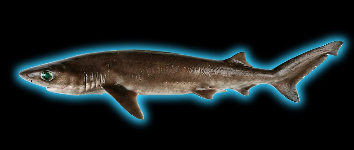 Bigeye Sixgill Shark (Hexanchus nakamurai)