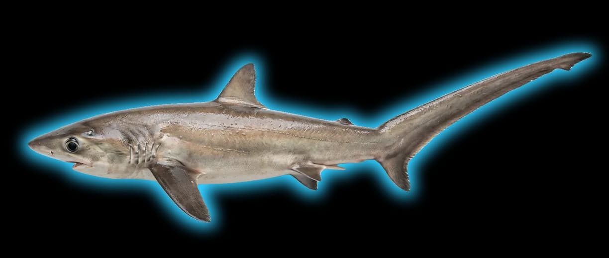 Bigeye Thresher Shark (Alopias superciliosus)