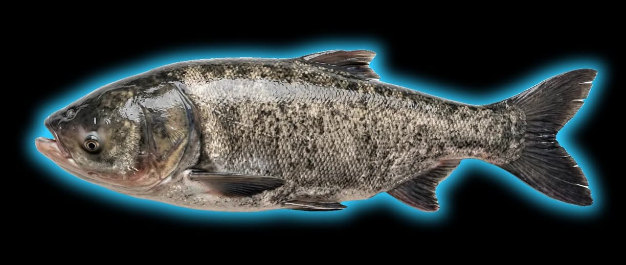 Bighead Carp