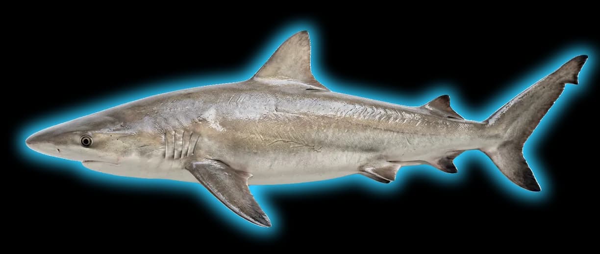 Bignose Shark (Carcharhinus altimus)