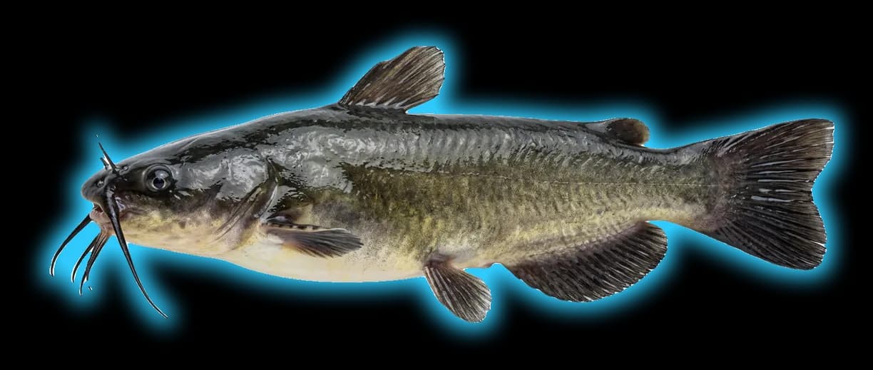 Black Bullhead (Ameiurus melas)