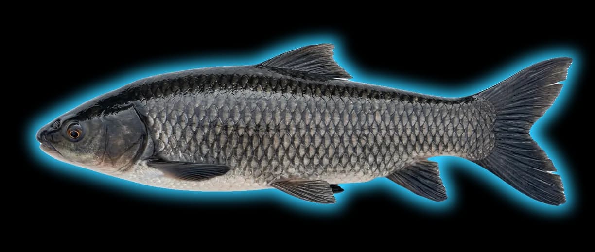 Black Carp (Camponotus pennsylvanicus)