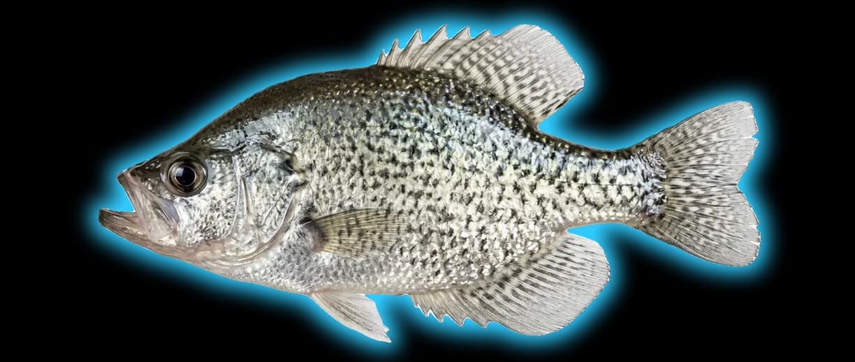 Black Crappie (Pomoxis nigromaculatus)