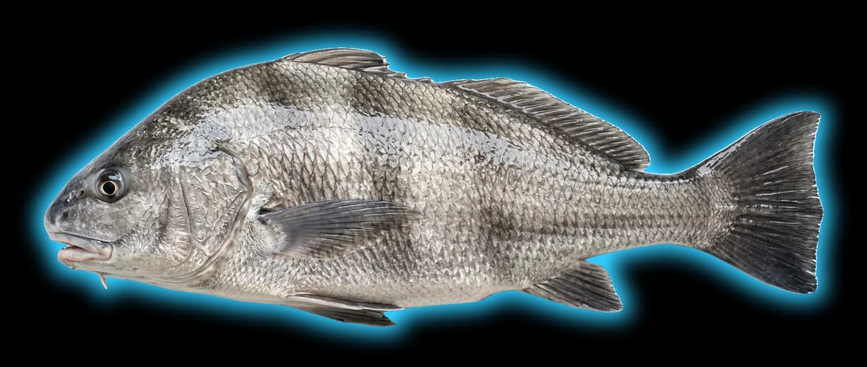 Black Drum (Pogonias cromis)