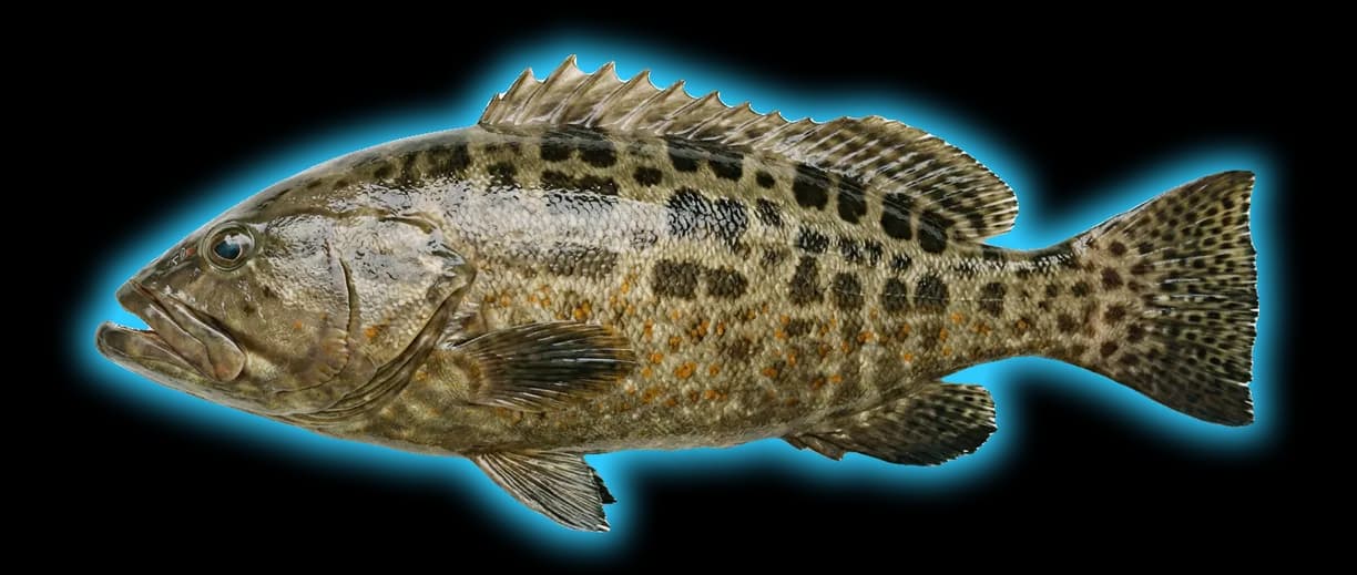Black Grouper (Mycteroperca bonaci)