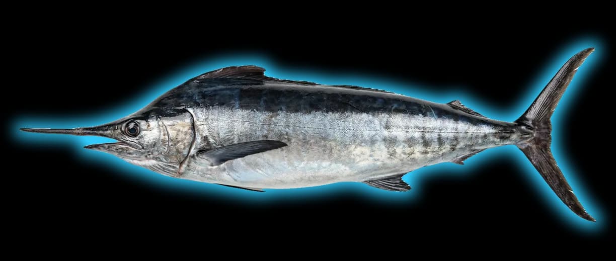 Black Marlin (Istiompax indica)