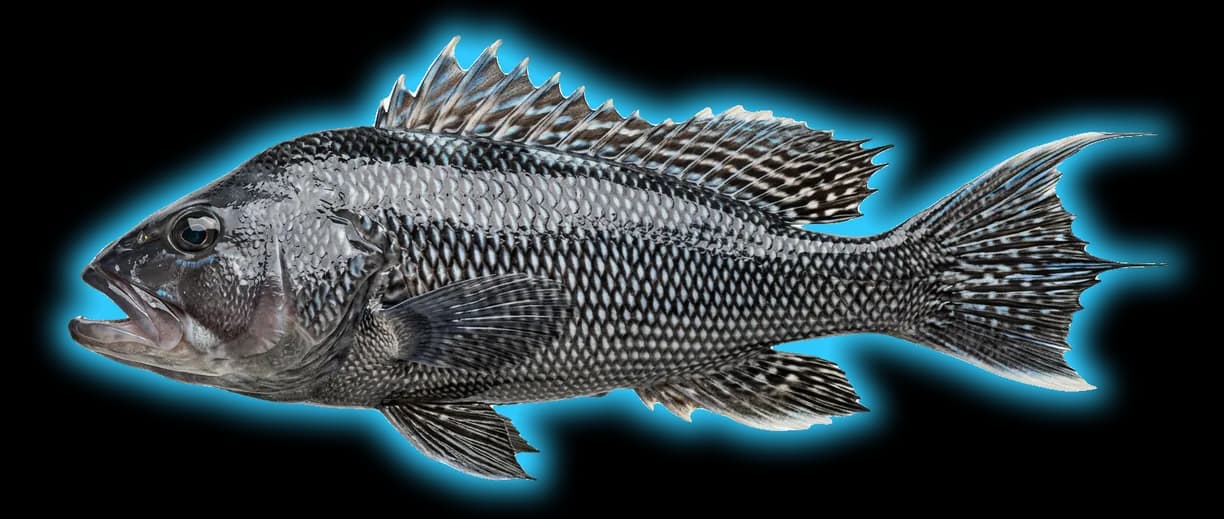 Black Sea Bass (Centropristis striata)