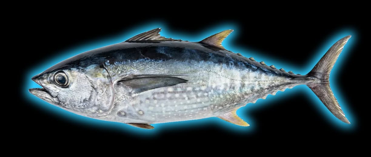Blackfin Tuna (Thunnus atlanticus)
