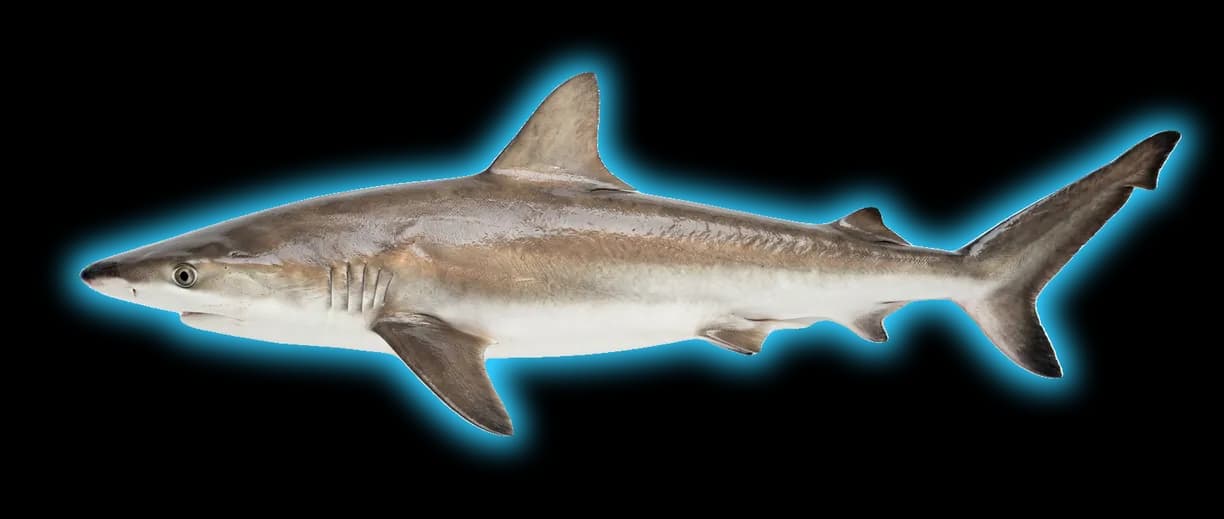 Blacknose Shark (Carcharhinus acronotus)