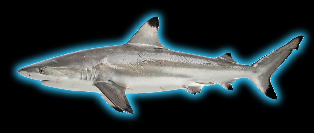 Blacktip Shark (Carcharhinus melanopterus)