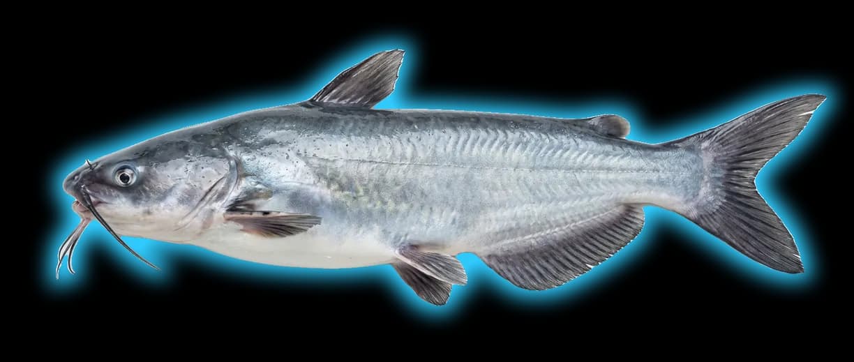 Blue Catfish (Ictalurus furcatus)