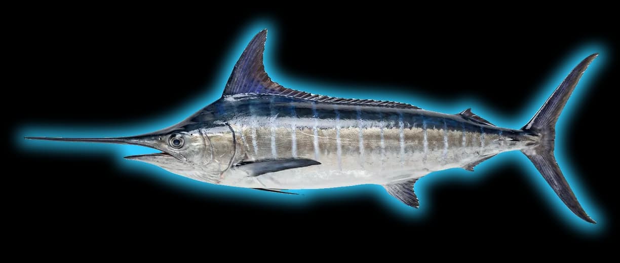 Blue Marlin (Makaira nigricans)