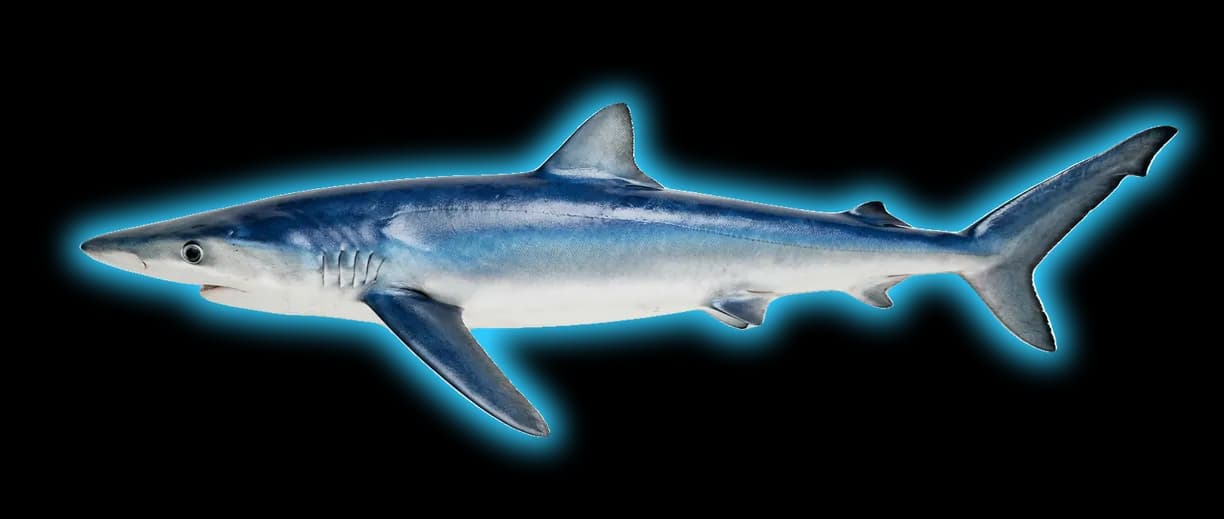 Blue Shark (Carcharias taurus)