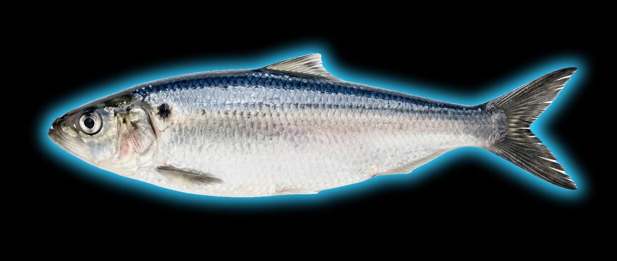 Blueback Herring (Alosa aestivalis)