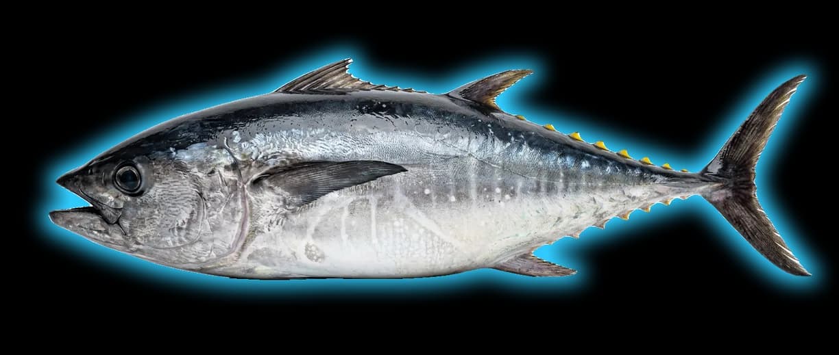 Bluefin Tuna (Thunnus thynnus)