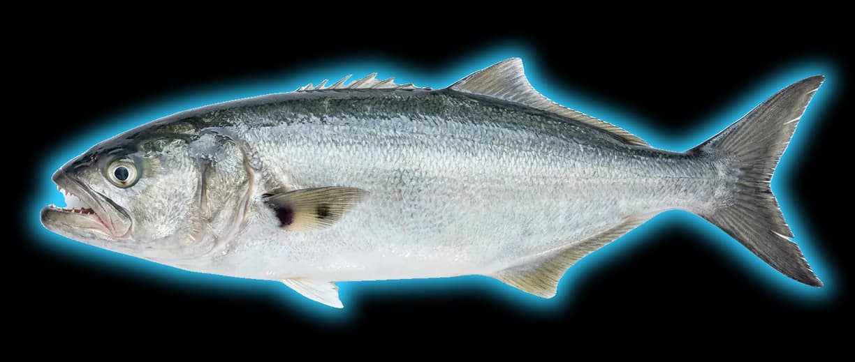 Bluefish (Pomatomus saltatrix)