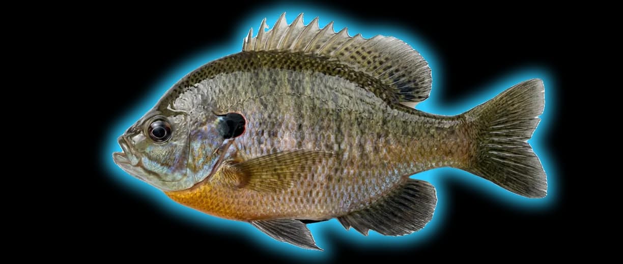 Bluegill (Lepomis macrochirus)