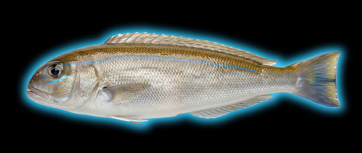Blueline Tilefish (Caulolatilus microps)