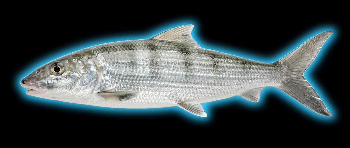 Bonefish (Albula vulpes)