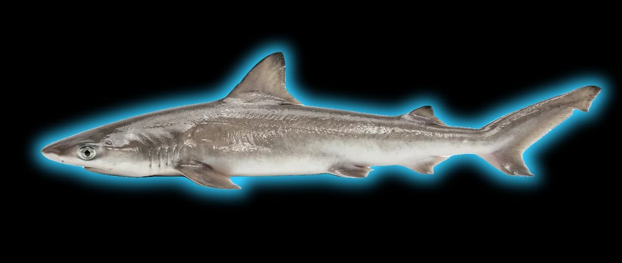 Bonnethead Shark (Sphyrna tiburo)