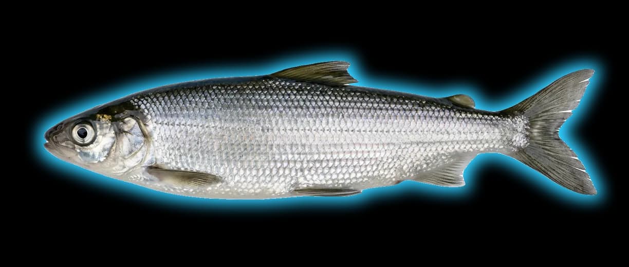 Bonneville Cisco (Prosopium gemmifer)