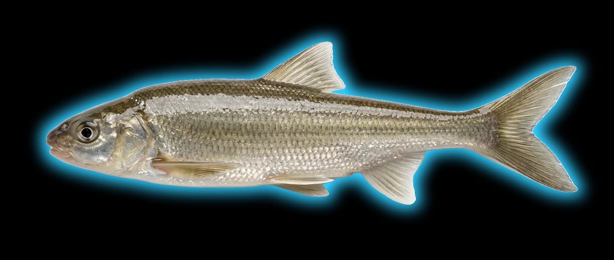 Bonytail (Gila elegans)
