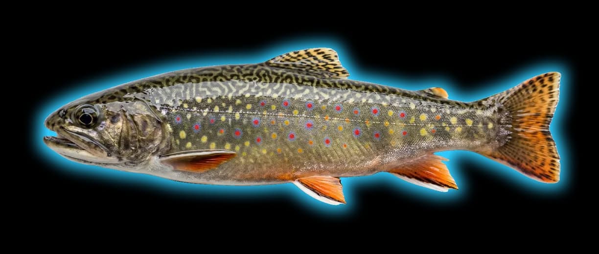 Brook Trout (Salvelinus fontinalis)